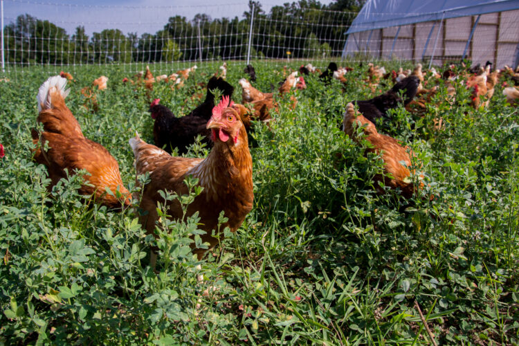 How and Why of Free Range Chickens (Video)